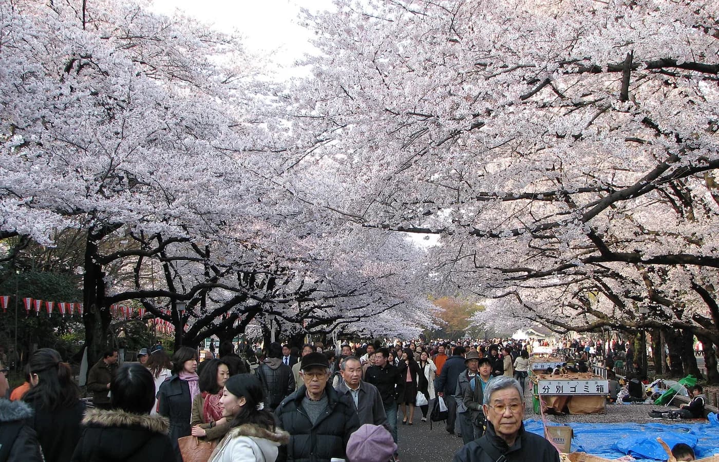 桜の季節の上野恩賜公園
