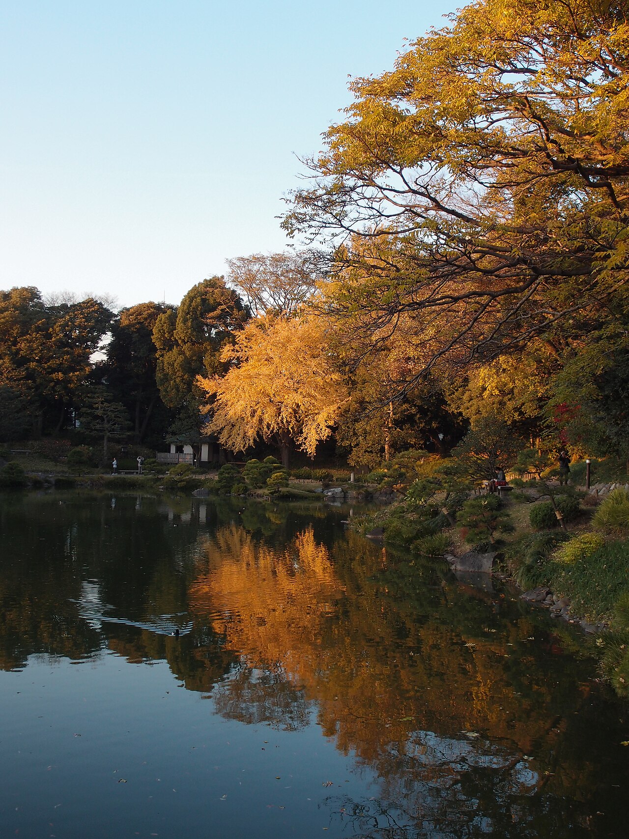 清澄庭園の池と木々